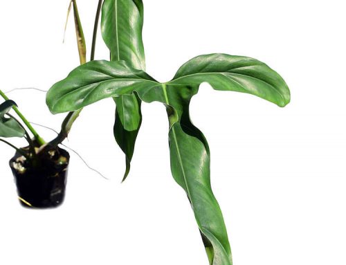 Philodendron Delinksii – Complete Guide For Care