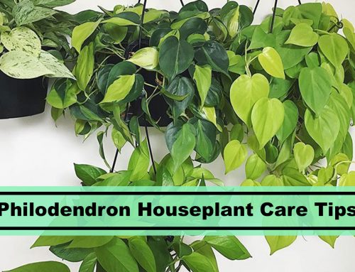 Philodendron Subincisum – A Guide to Growing and Caring For This Popular Houseplant