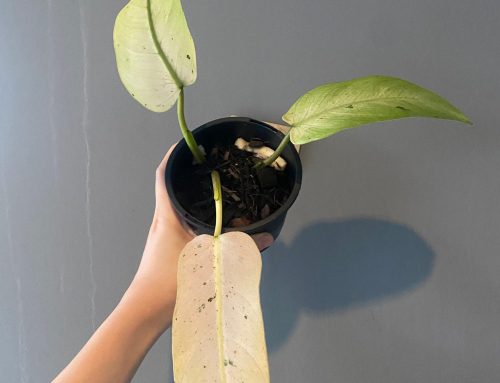 Whipple Way Philodendron – Large, Glossy Leaves