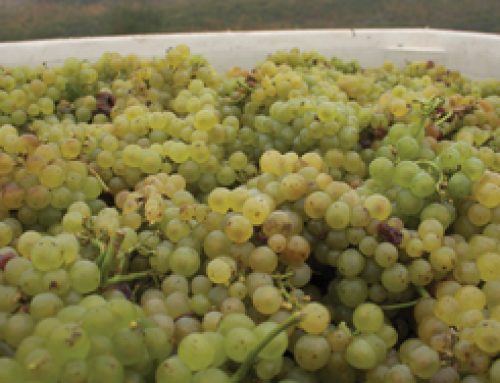 Chardonnay Grapes: How to Grow & Care For Them Yourself