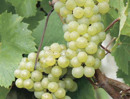 How to Grow and Take Care of Riesling