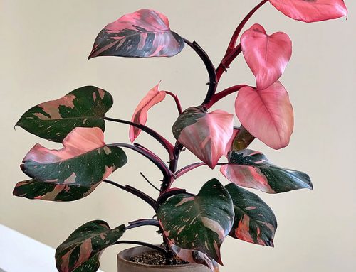 Pink Princess Philodendron: The Ultimate Guide to Pink Princess