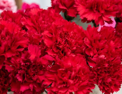 The Elegance and Symbolism of Red Carnations