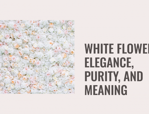 The Elegance of White Carnations: A Symbol of Purity and Love